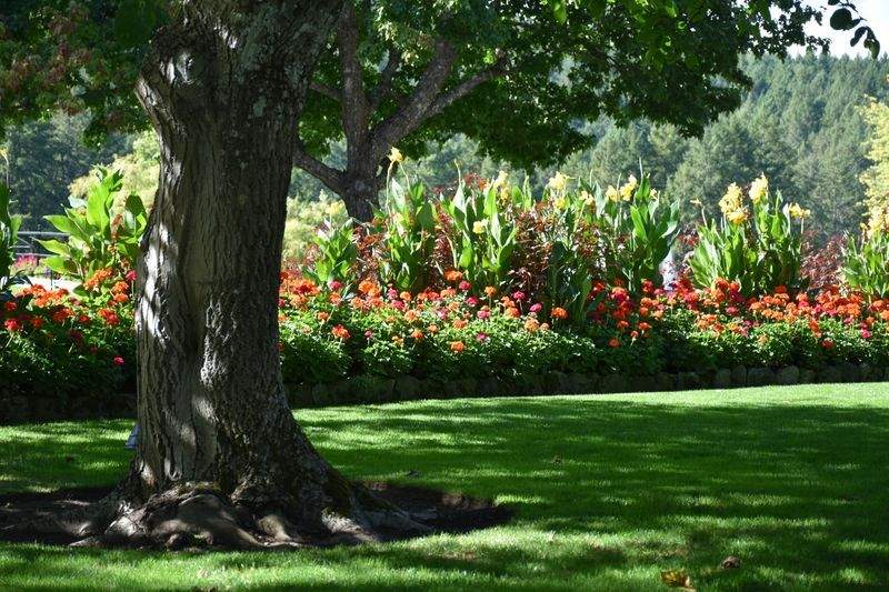 Maple Grove Garden Co.