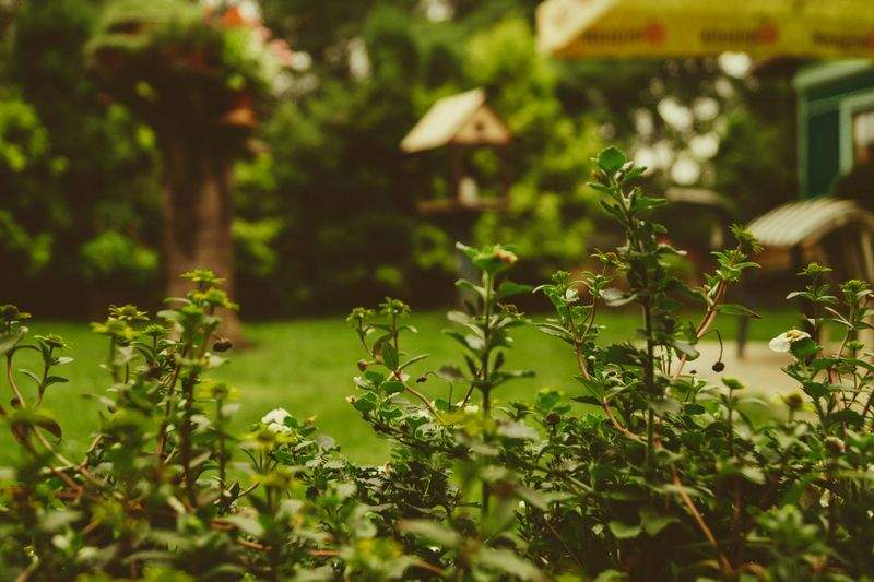 Maple Grove Garden Co.
