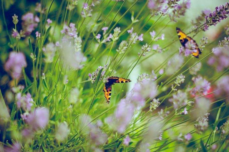 Maple Grove Garden Co.