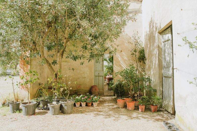 Mulching and soil improvement